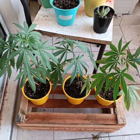 Lila X growlog timeline photo