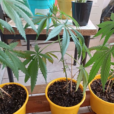 Lila X growlog timeline photo