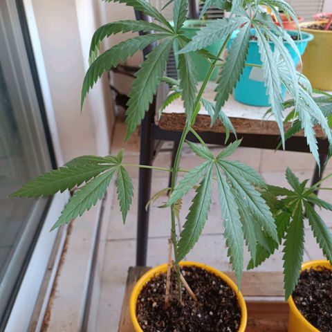Lila X growlog timeline photo