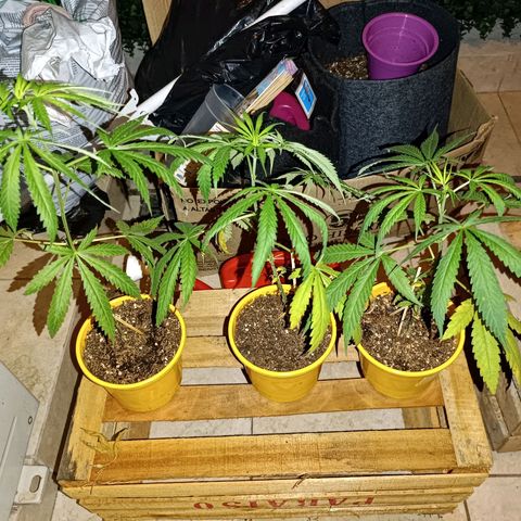 Lila X growlog timeline photo