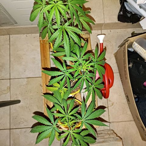 Lila X growlog timeline photo