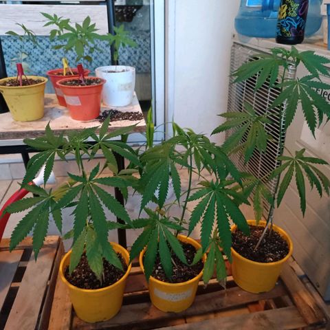 Lila X growlog timeline photo