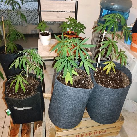 Lila X growlog timeline photo