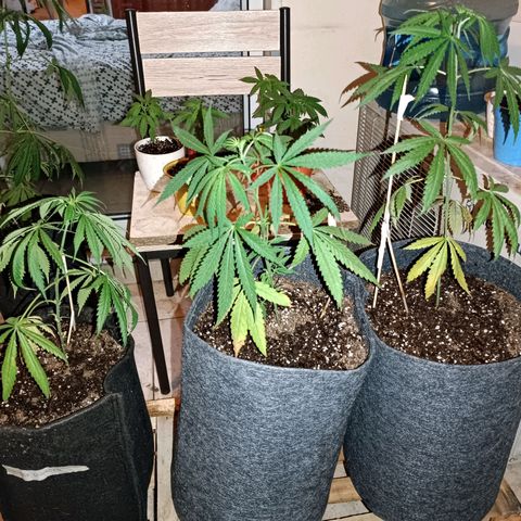 Lila X growlog timeline photo