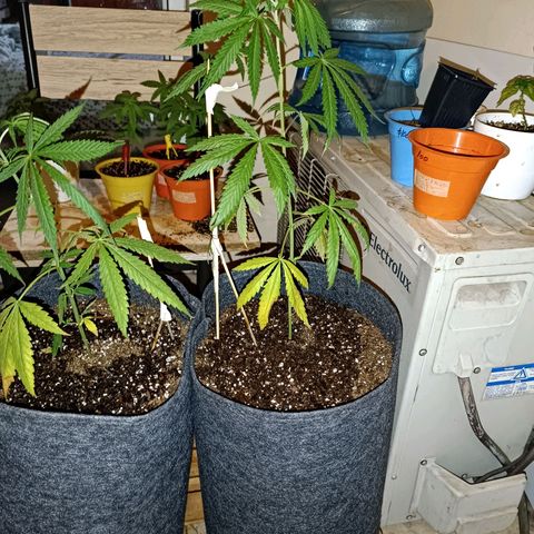 Lila X growlog timeline photo