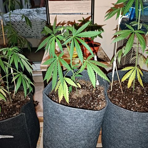 Lila X growlog timeline photo