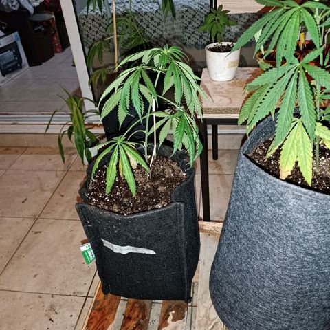 Lila X growlog timeline photo