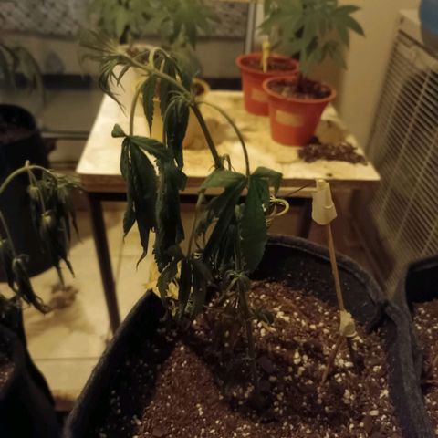 Lila X growlog timeline photo