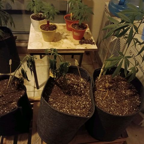 Lila X growlog timeline photo