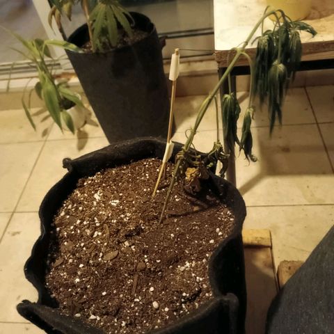 Lila X growlog timeline photo