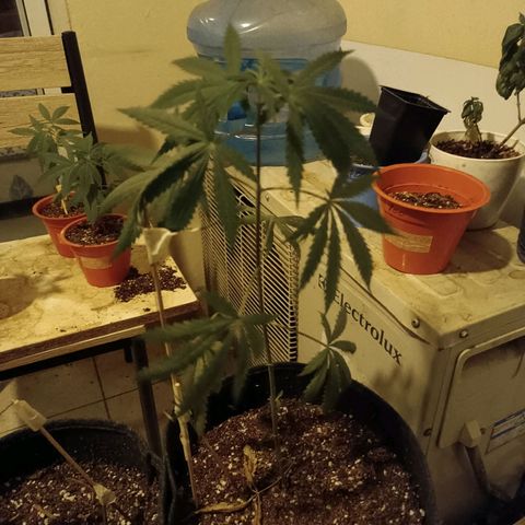 Lila X growlog timeline photo