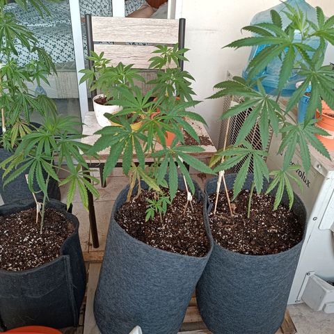 Lila X growlog timeline photo