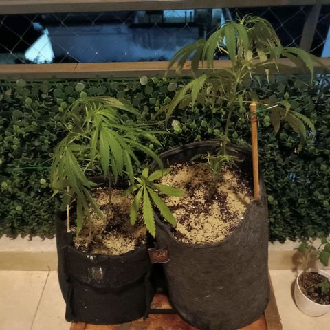 Lila X growlog timeline photo
