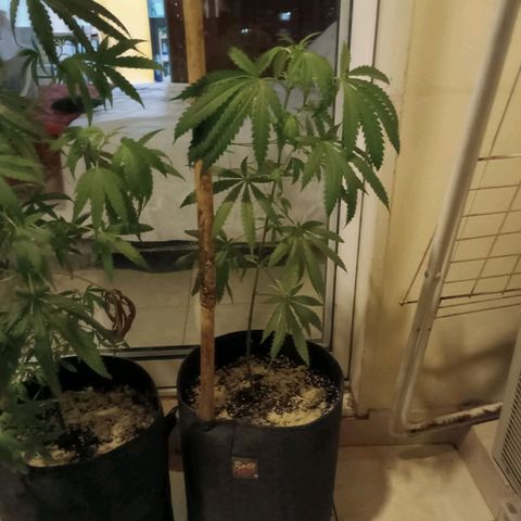 Lila X growlog timeline photo