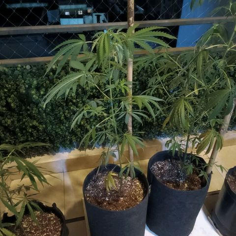 Lila X growlog timeline photo