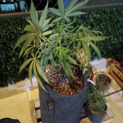 Lila X growlog timeline photo