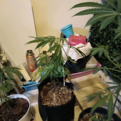 Lila X growlog timeline photo