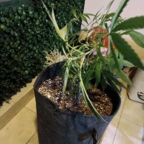 Lila X growlog timeline photo