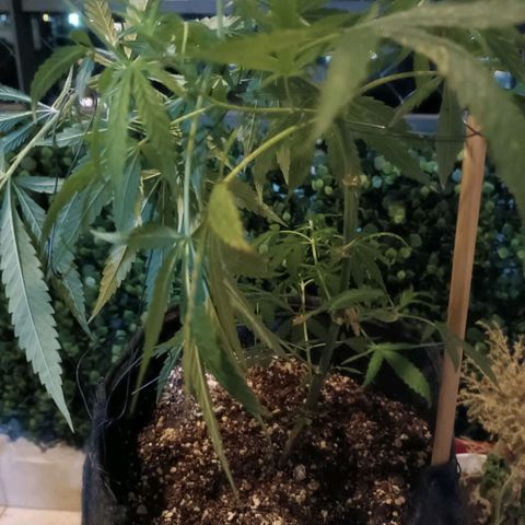 Lila X growlog timeline photo