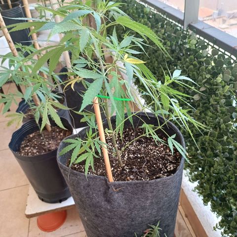 Lila X growlog timeline photo