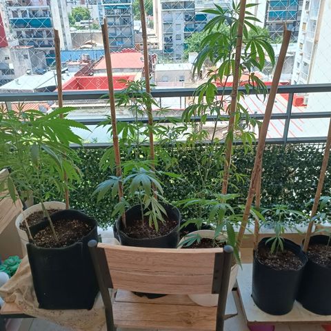 Lila X growlog timeline photo