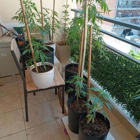 Lila X growlog timeline photo
