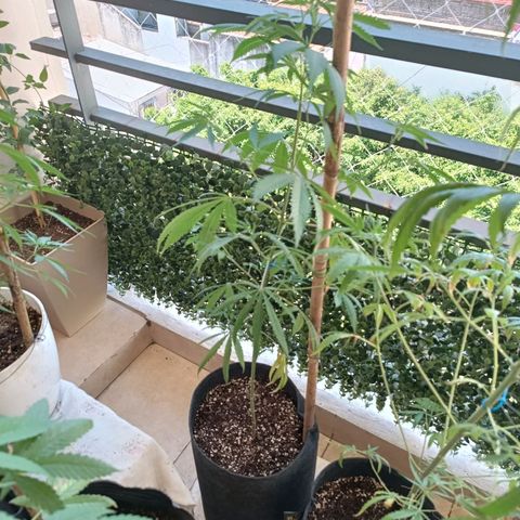 Lila X growlog timeline photo