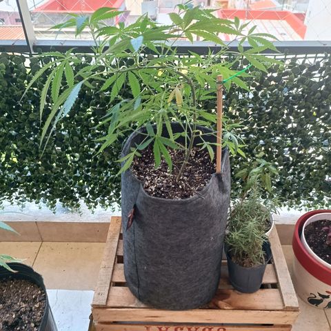 Lila X growlog timeline photo