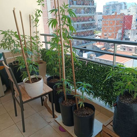 Lila X growlog timeline photo