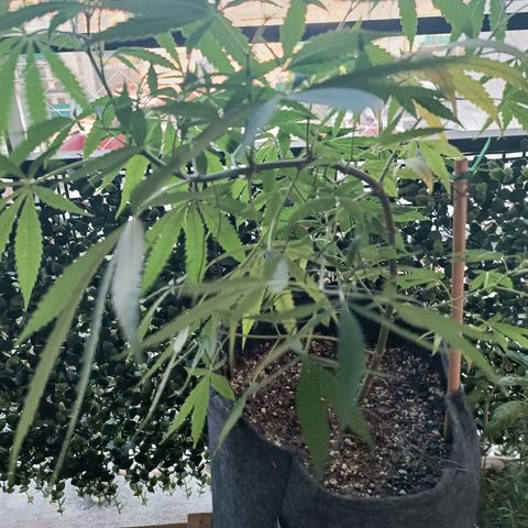 Lila X growlog timeline photo