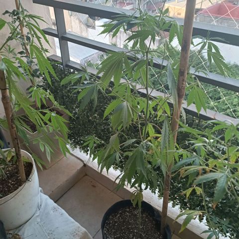 Lila X growlog timeline photo