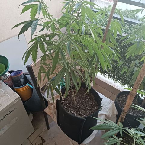 Lila X growlog timeline photo