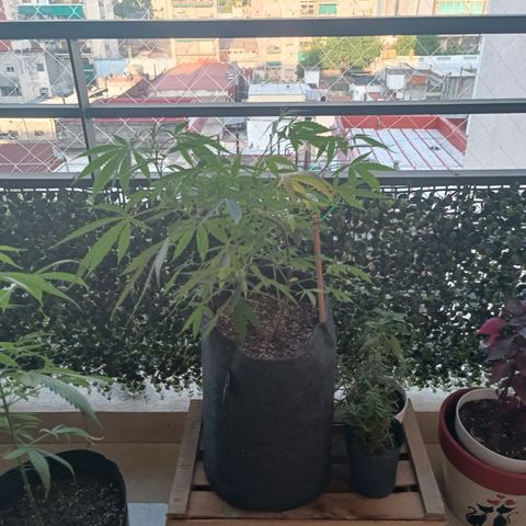 Lila X growlog timeline photo