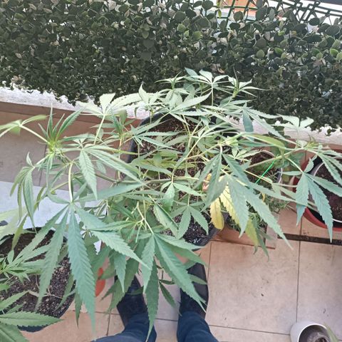 Lila X growlog timeline photo