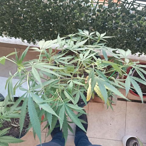 Lila X growlog timeline photo