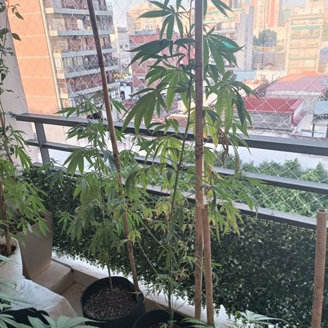 Lila X growlog timeline photo