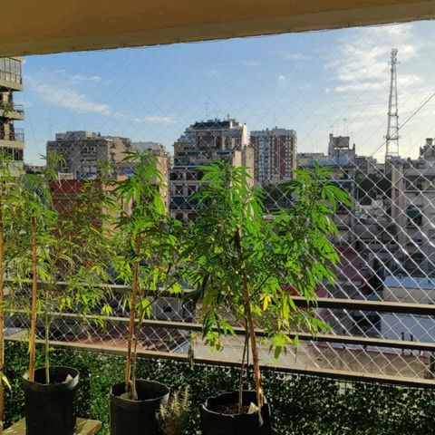 Lila X growlog timeline photo