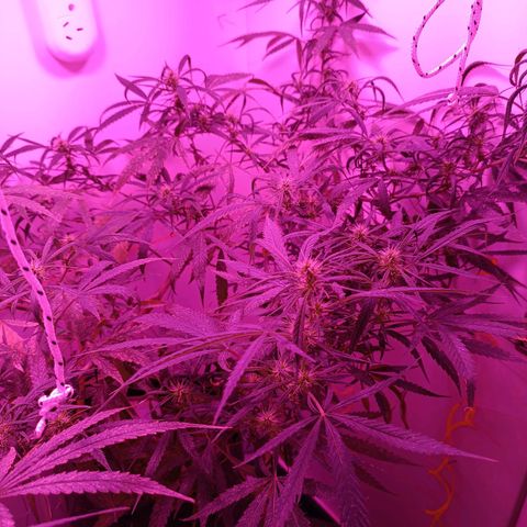 Lila X growlog timeline photo