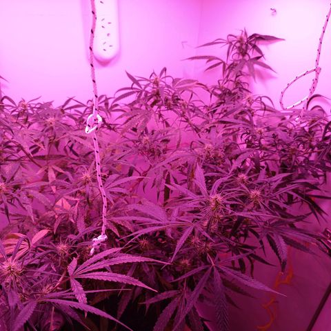 Lila X growlog timeline photo
