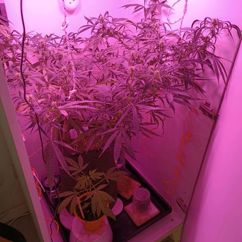 Lila X growlog timeline photo