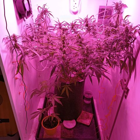 Lila X growlog timeline photo