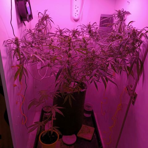 Lila X growlog timeline photo