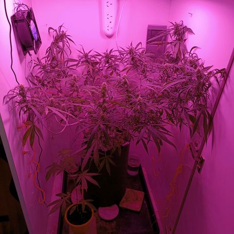 Lila X growlog timeline photo
