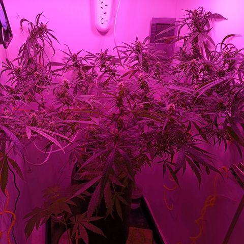 Lila X growlog timeline photo