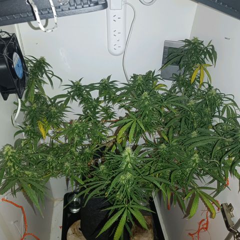 Lila X growlog timeline photo