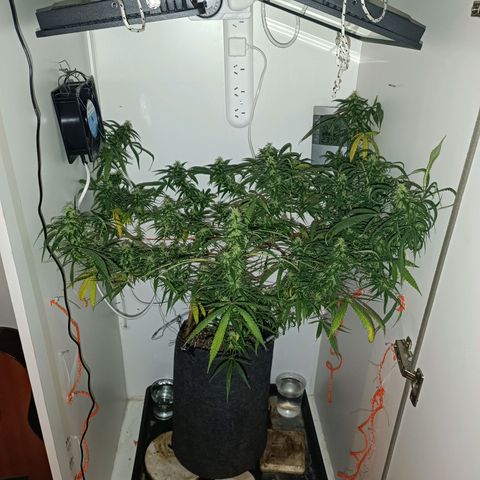Lila X growlog timeline photo