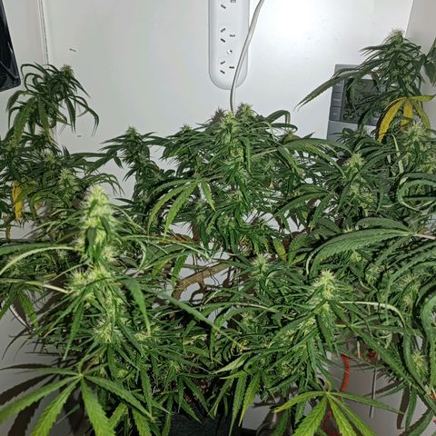 Lila X growlog timeline photo