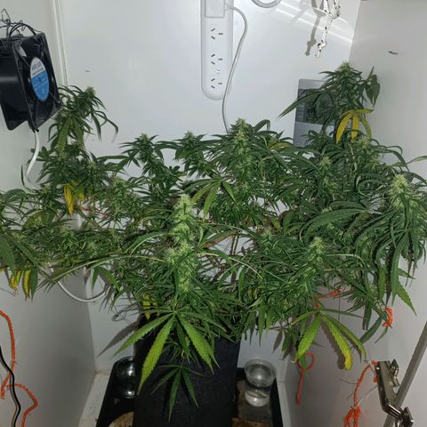 Lila X growlog timeline photo