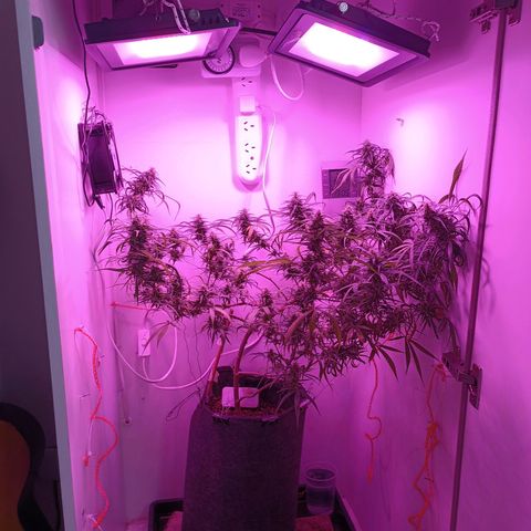 Lila X growlog timeline photo