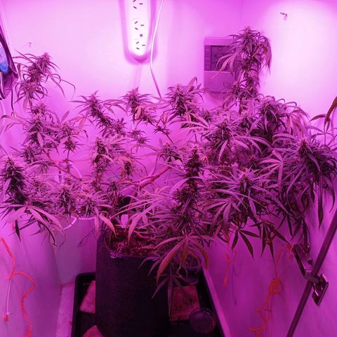 Lila X growlog timeline photo